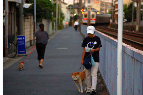 05犬の散歩.JPG