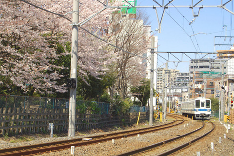 12桜と電車01.jpg