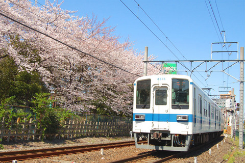 13桜と電車02.jpg