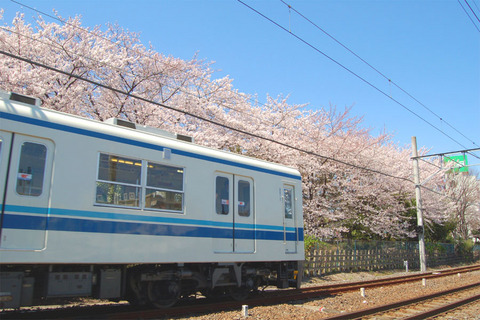 14桜と電車03.jpg