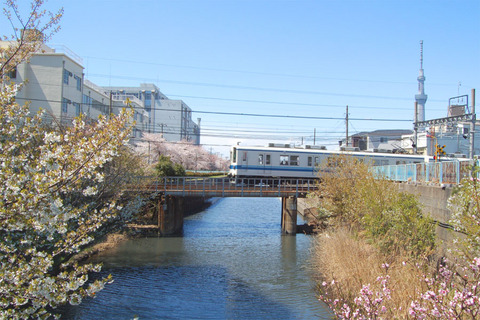 16桜の鉄橋01.jpg