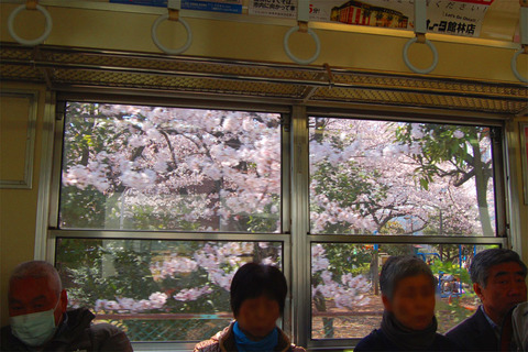 20車窓の桜.JPG